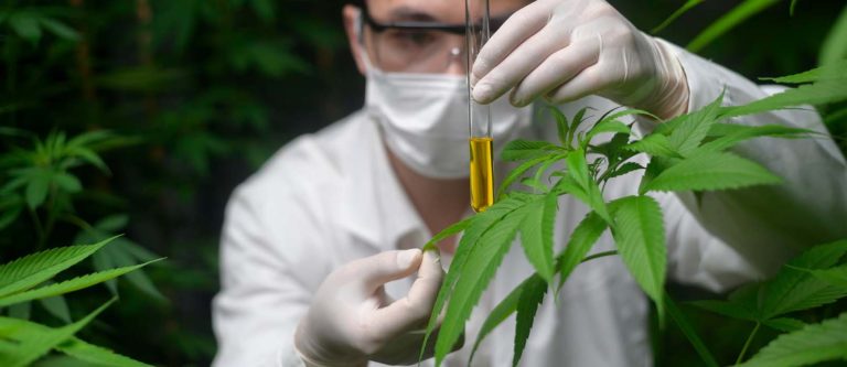 chanvre vs cbd, hemp vs cbd, hanf vs cbd