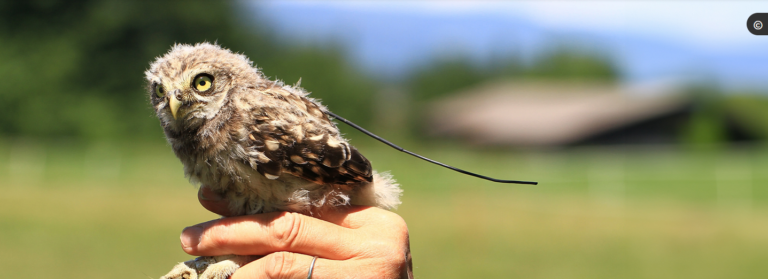 https://www.vogelwarte.ch/fr/recherche/recherche-ecologique/