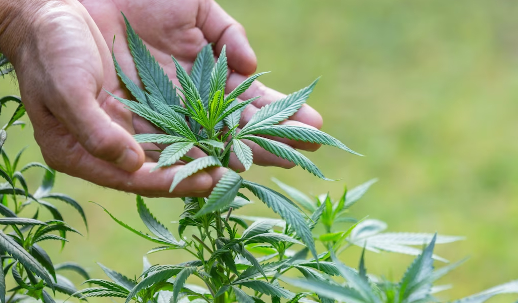 CBD Shop Bern
