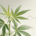 Article scientifique THC et CBD+THC réponses cardiovasculaires et respiratoires étude clinique - The Green Lab