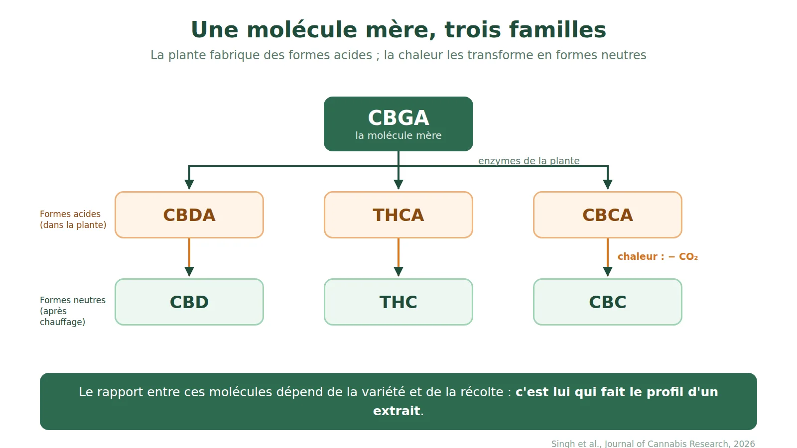 Schéma de la famille des cannabinoïdes : le CBGA est transformé par les enzymes de la plante en CBDA, THCA et CBCA, formes acides qui deviennent CBD, THC et CBC en perdant leur CO2 sous l'effet de la chaleur