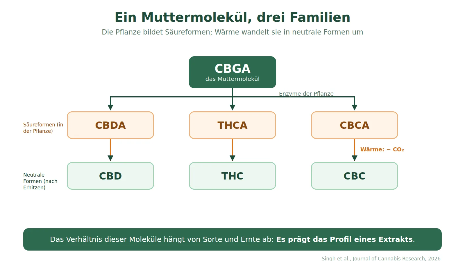 Schema der Cannabinoid-Familie: CBGA wird von Pflanzenenzymen in CBDA, THCA und CBCA umgewandelt, Säureformen, die beim Erhitzen durch Abgabe von CO2 zu CBD, THC und CBC werden