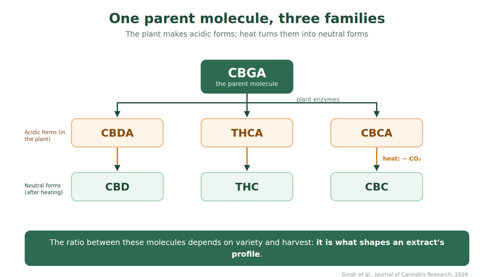 Diagram of the cannabinoid family: CBGA is converted by plant enzymes into CBDA, THCA and CBCA, acidic forms that become CBD, THC and CBC by losing CO2 when heated