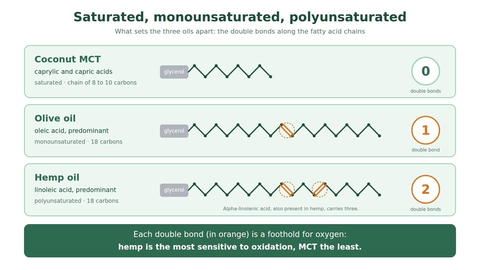 Diagram of fatty acid chains: saturated coconut MCT with no double bond, oleic acid from olive with one double bond, linoleic acid from hemp with two double bonds