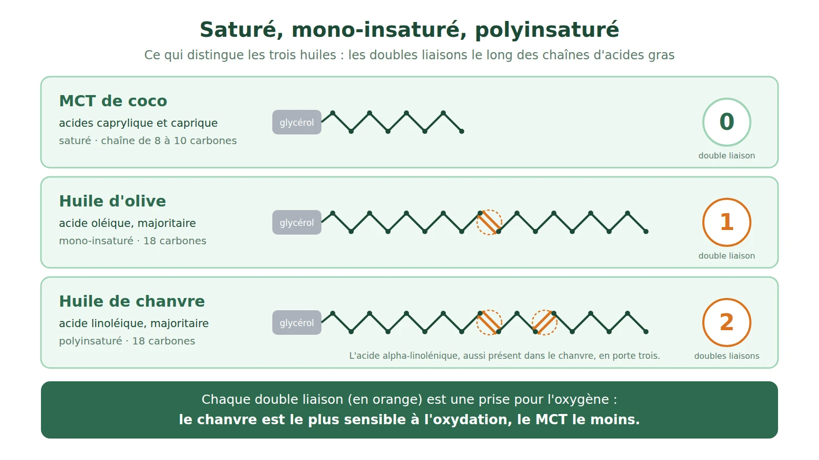 Schéma des chaînes d'acides gras : MCT de coco saturé sans double liaison, acide oléique de l'olive avec une double liaison, acide linoléique du chanvre avec deux doubles liaisons