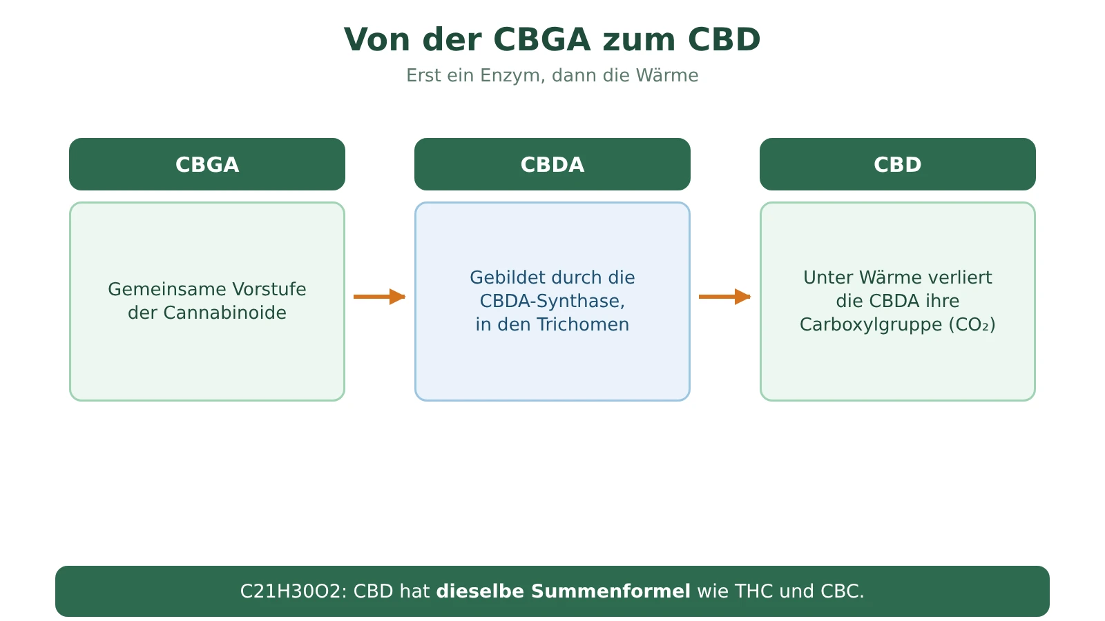 Schema der CBD-Bildung: CBGA wird durch die CBDA-Synthase in CBDA umgewandelt, danach wird CBDA durch Wärme zu CBD und setzt dabei CO2 frei