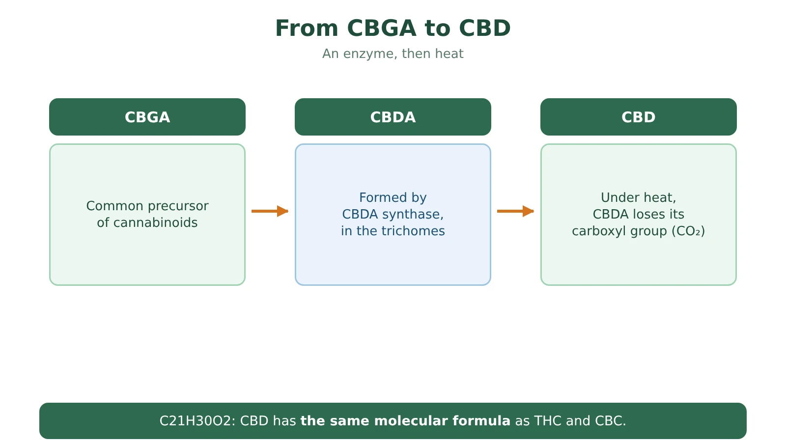 Diagram of CBD formation: CBGA is converted into CBDA by CBDA synthase, then CBDA becomes CBD when heated, releasing CO2