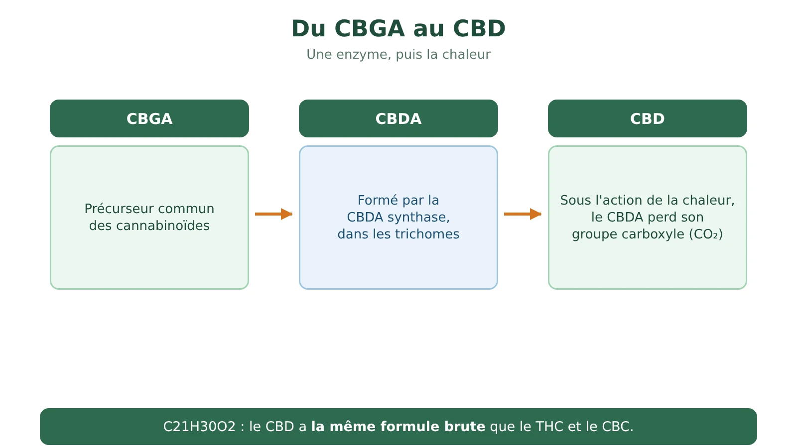 Schéma de la formation du CBD : le CBGA est transformé en CBDA par la CBDA synthase, puis le CBDA devient du CBD sous l'action de la chaleur, en libérant du CO2
