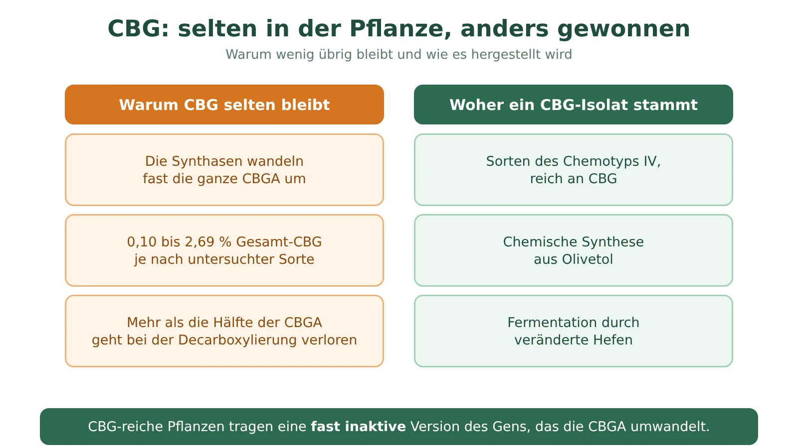 Zweispaltiges Schema: warum CBG in einer reifen Pflanze selten bleibt, und die drei Wege, CBG zu gewinnen: CBG-reiche Sorten, Synthese, Fermentation