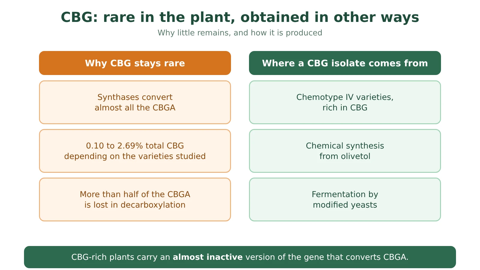 Two-column diagram: why CBG stays rare in a mature plant, and the three ways of obtaining CBG: CBG-rich varieties, synthesis, fermentation