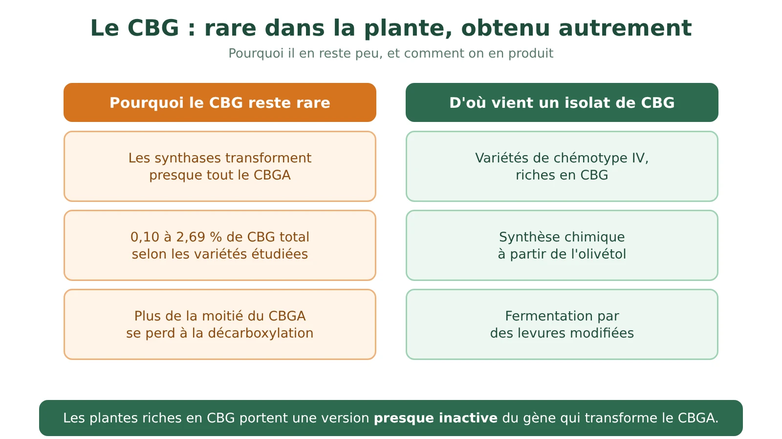 Schéma en deux colonnes : pourquoi le CBG reste rare dans une plante mûre, et les trois façons d'obtenir du CBG : variétés riches en CBG, synthèse, fermentation