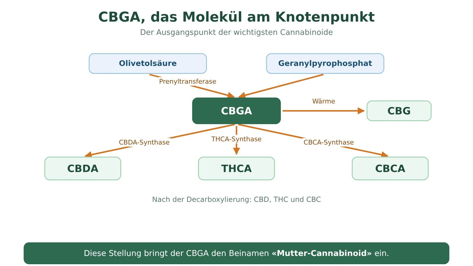 Schema der CBGA als Knotenpunkt: Olivetolsäure und Geranylpyrophosphat bilden die CBGA, die drei Synthasen in CBDA, THCA und CBCA umwandeln; erhitzt ergibt die CBGA CBG