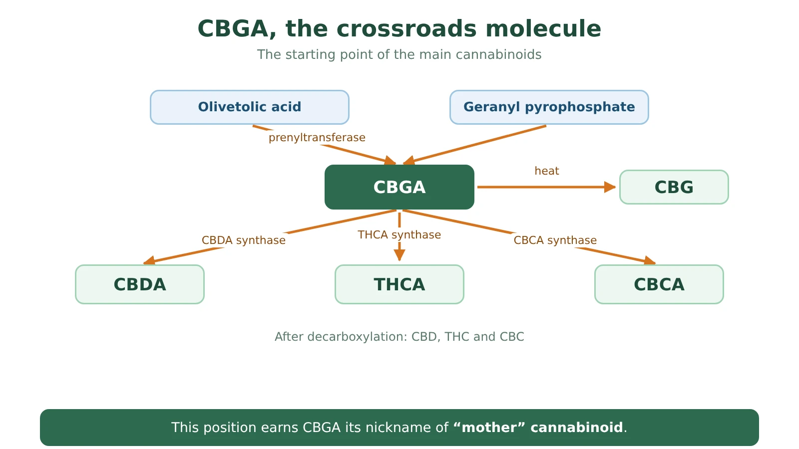 Diagram of CBGA as a crossroads: olivetolic acid and geranyl pyrophosphate form CBGA, which three synthases convert into CBDA, THCA and CBCA; when heated, CBGA gives CBG