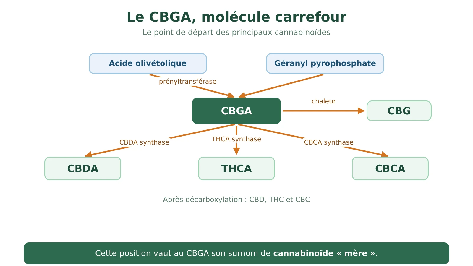 Schéma du CBGA comme carrefour : l'acide olivétolique et le géranyl pyrophosphate forment le CBGA, que trois synthases transforment en CBDA, THCA et CBCA ; chauffé, le CBGA donne du CBG