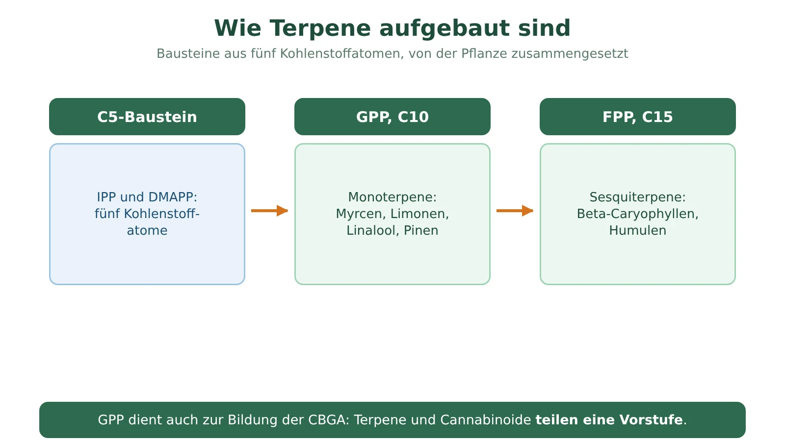 Schema der Bausteine der Terpene: Die Einheit mit fünf Kohlenstoffatomen bildet Geranylpyrophosphat, aus dem die Monoterpene entstehen, und Farnesylpyrophosphat, aus dem die Sesquiterpene entstehen