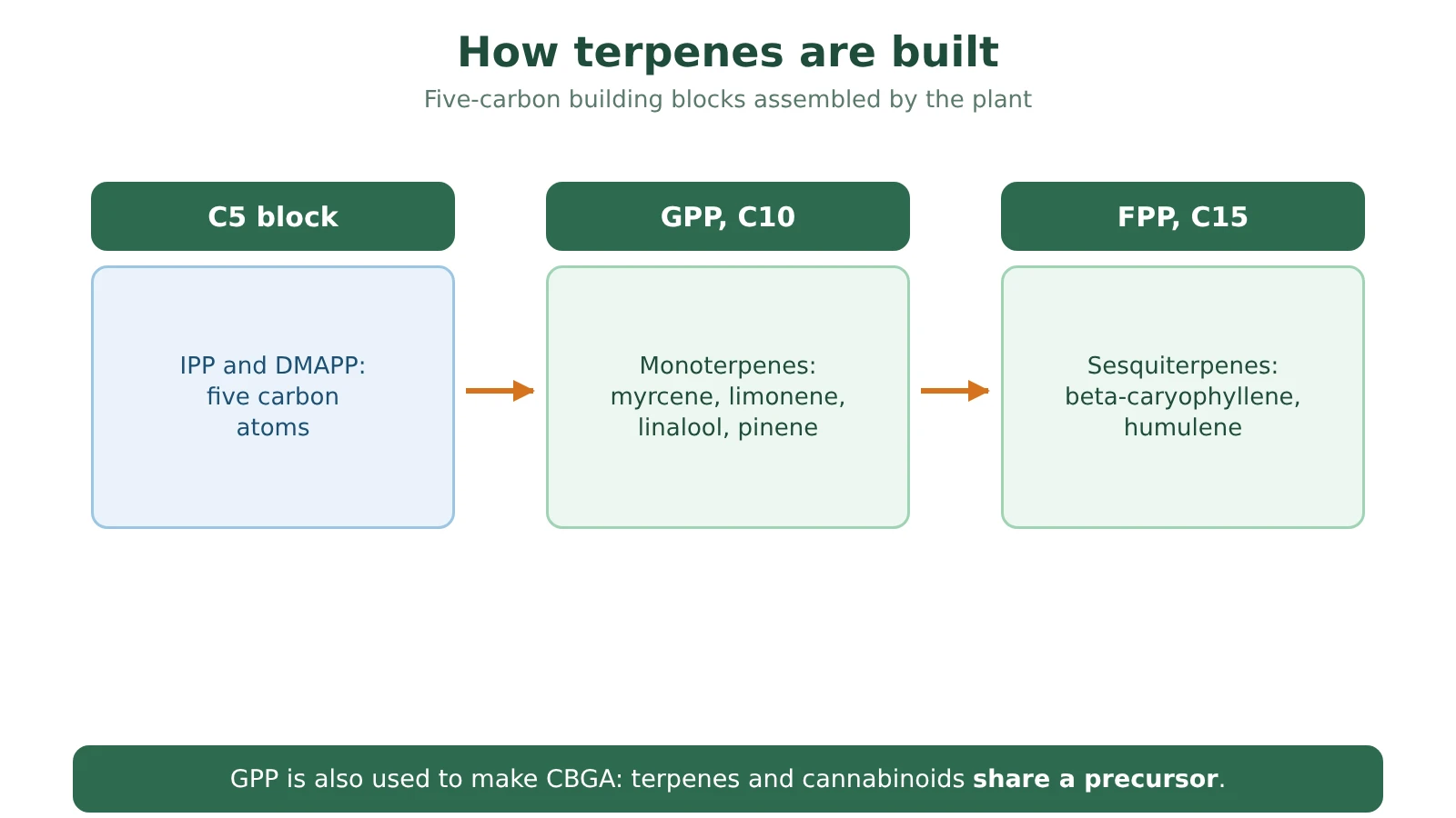 Diagram of the building blocks of terpenes: the five-carbon unit forms geranyl pyrophosphate, which gives monoterpenes, and farnesyl pyrophosphate, which gives sesquiterpenes