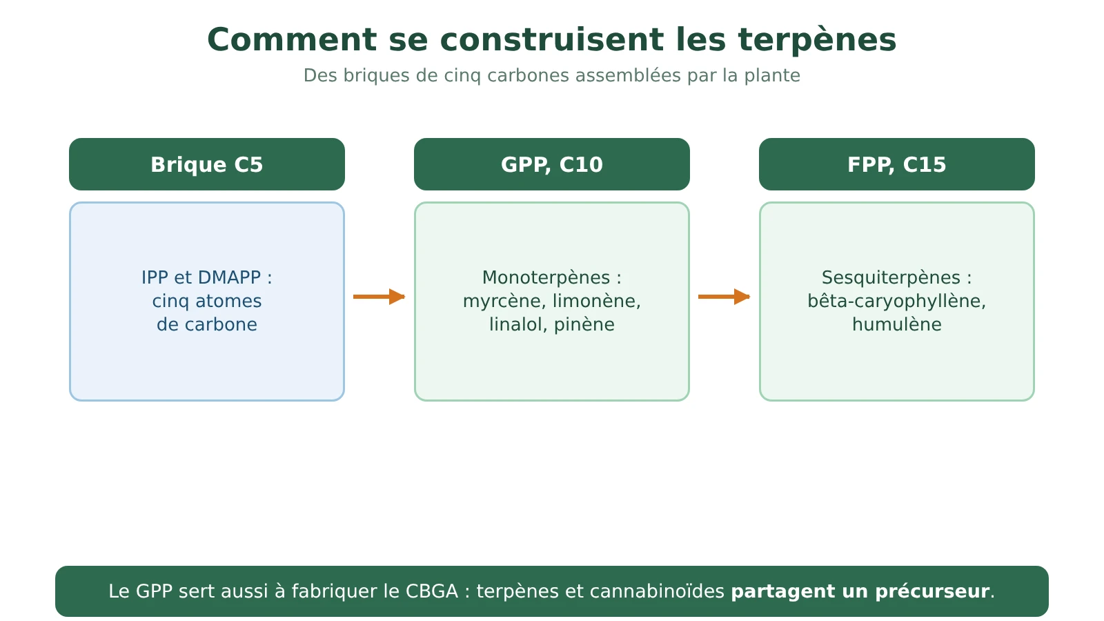 Schéma des briques des terpènes : l'unité à cinq carbones forme le géranyl pyrophosphate, qui donne les monoterpènes, et le farnésyl pyrophosphate, qui donne les sesquiterpènes