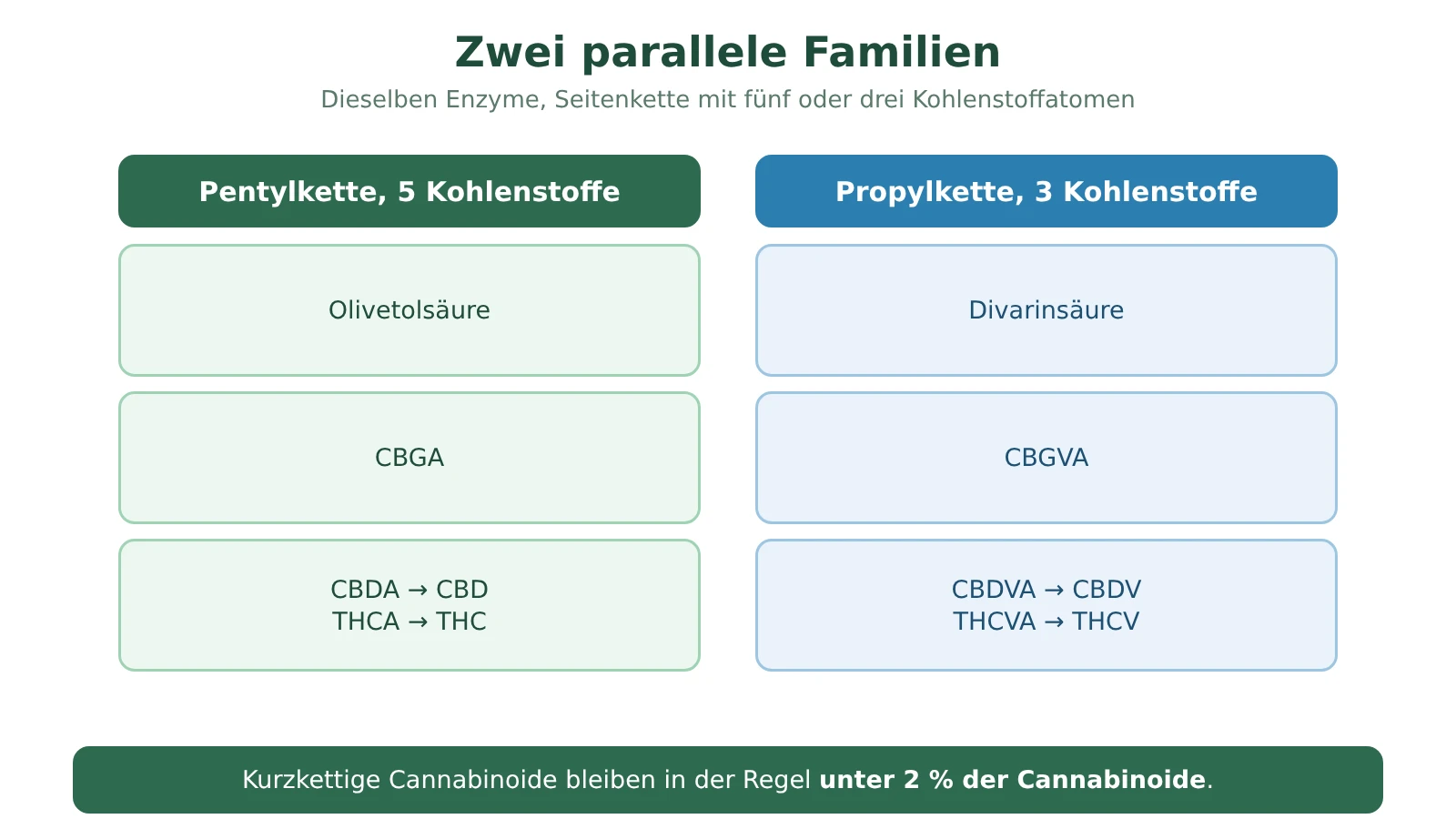 Schema der zwei parallelen Cannabinoid-Familien: Pentylkette mit Olivetolsäure, CBGA, CBDA und THCA; Propylkette mit Divarinsäure, CBGVA, CBDVA und THCVA