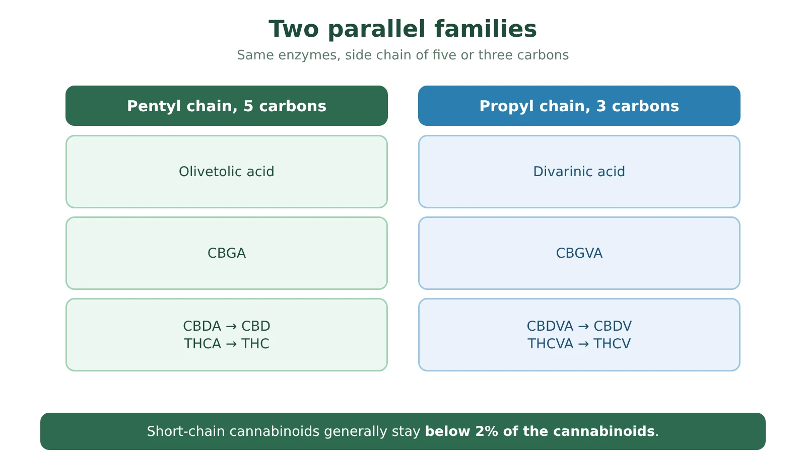 Diagram of the two parallel families of cannabinoids: pentyl chain with olivetolic acid, CBGA, CBDA and THCA; propyl chain with divarinic acid, CBGVA, CBDVA and THCVA