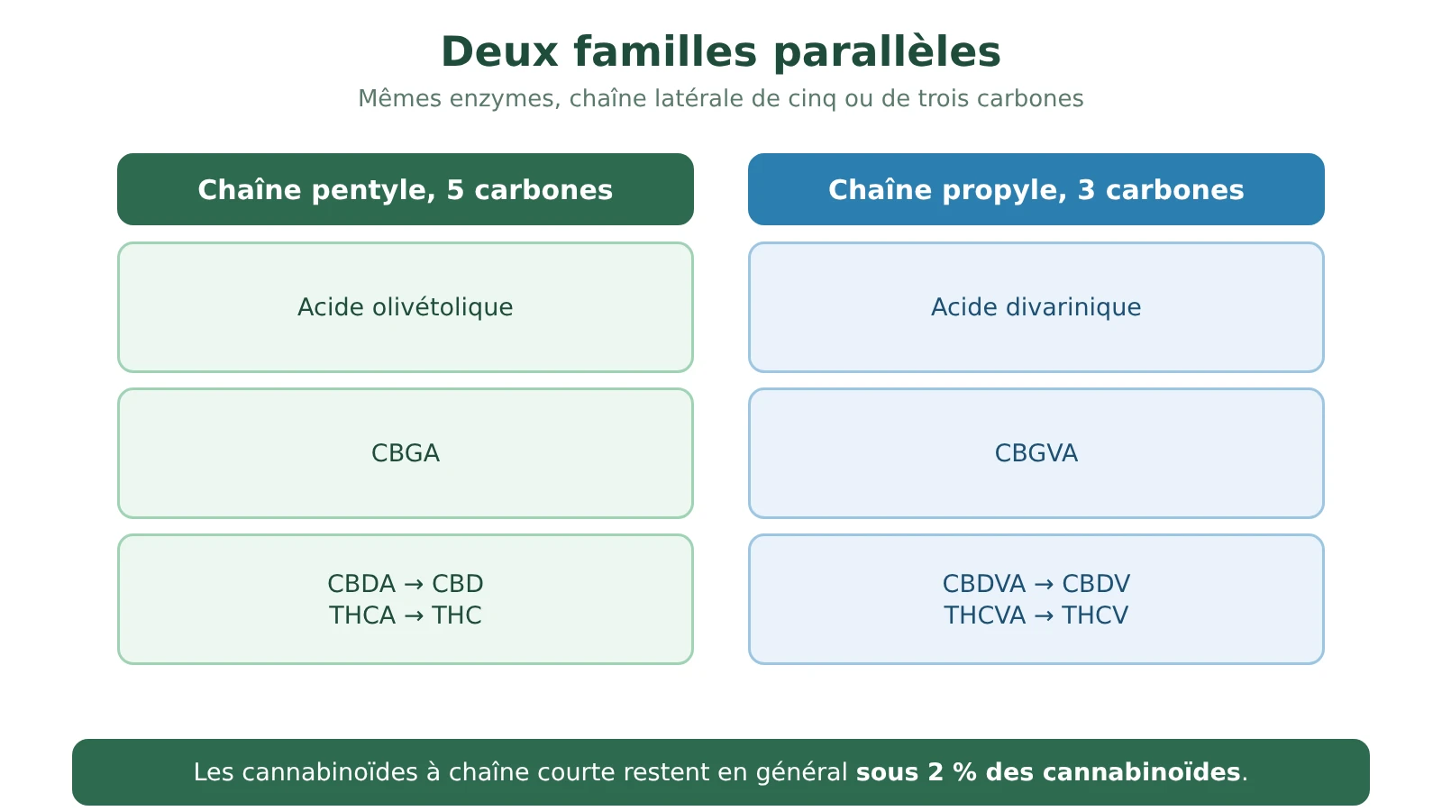 Schéma des deux familles parallèles de cannabinoïdes : chaîne pentyle avec acide olivétolique, CBGA, CBDA et THCA ; chaîne propyle avec acide divarinique, CBGVA, CBDVA et THCVA