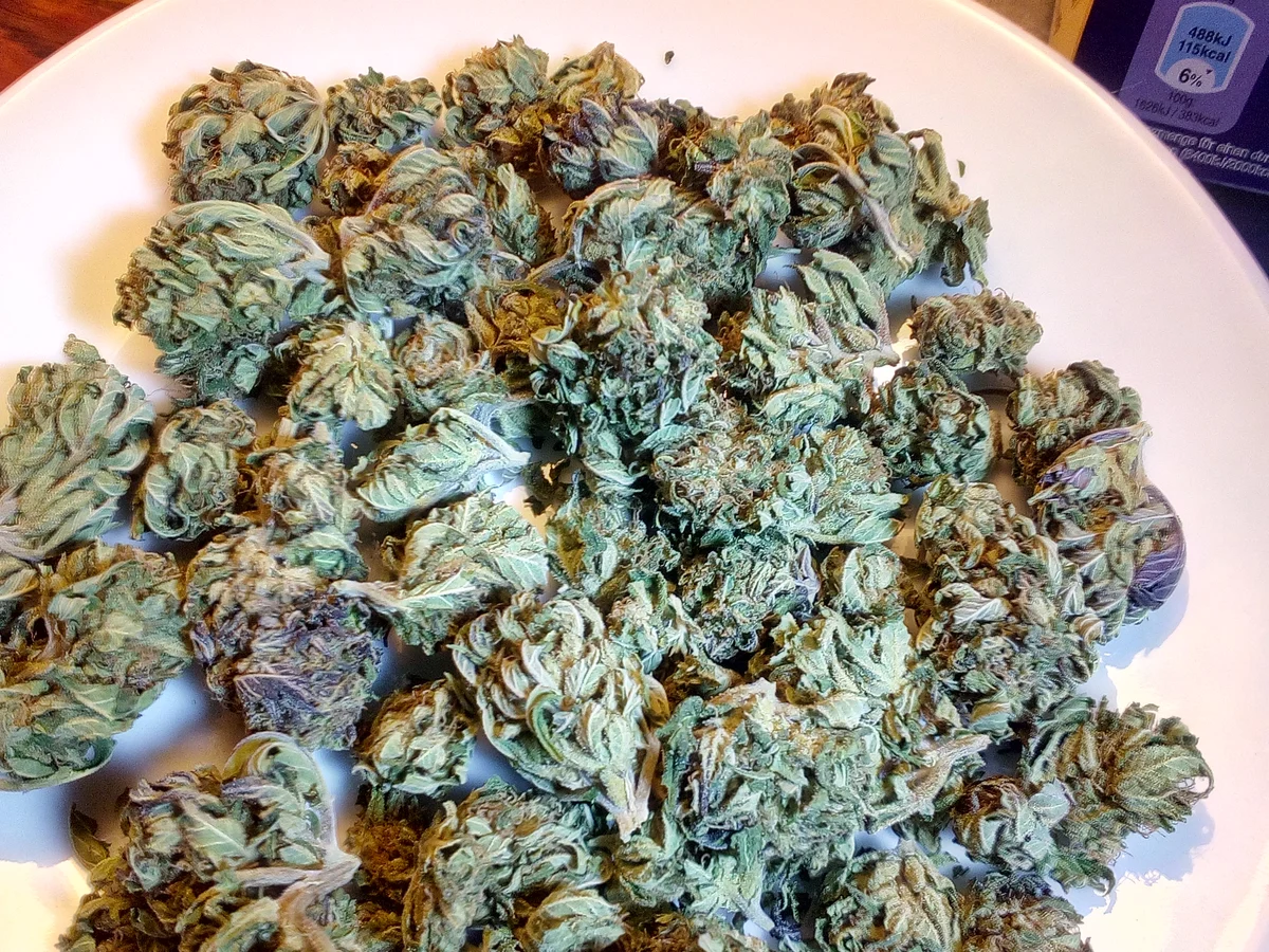 Dried hemp flowers on a white plate