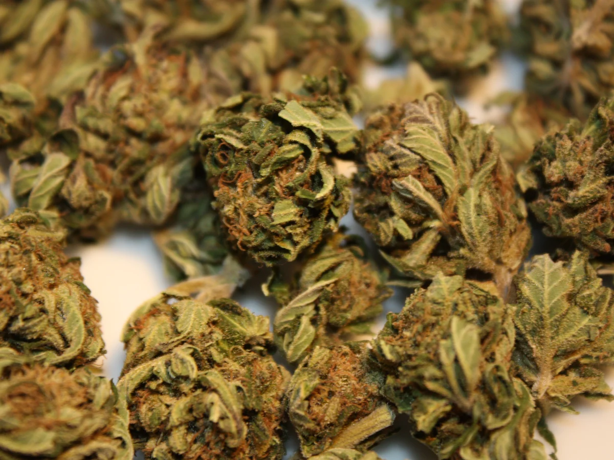 Dried hemp flowers after harvest