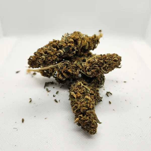 Fleur de CBD Cannatonic cultivée en extérieur, sur fond blanc