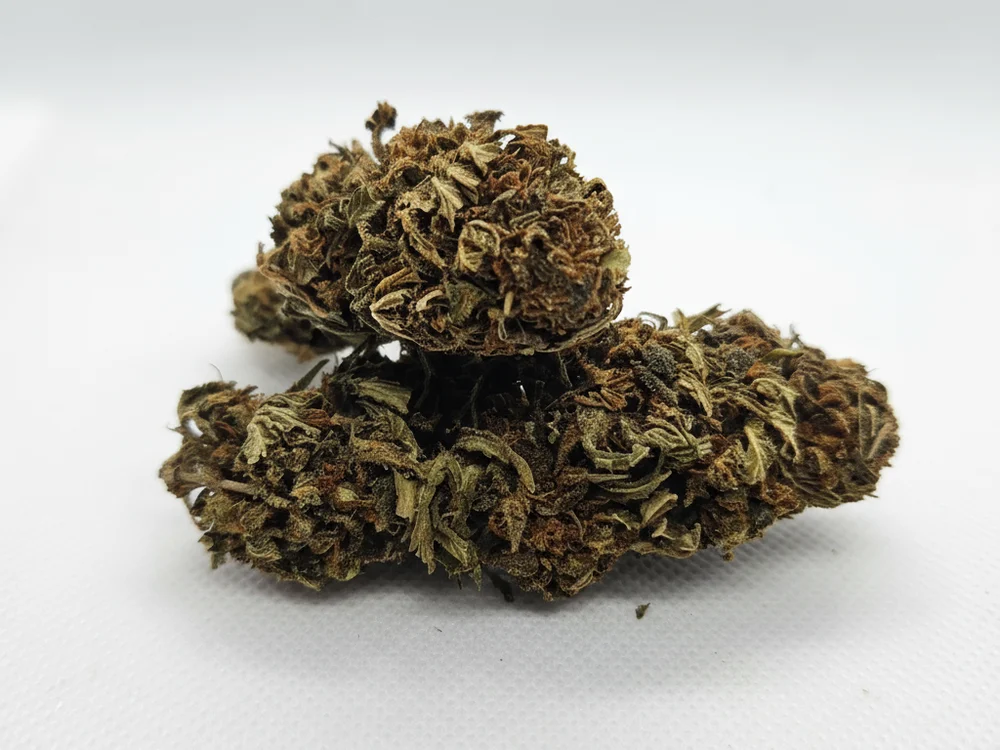Fleur de chanvre CBD séchée sur fond blanc