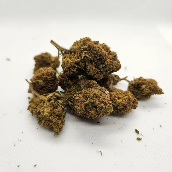 Fleur de CBD Tropical Dreem cultivée sous serre, sur fond blanc