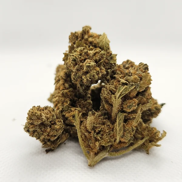 Fleur de CBD V1 cultivée sous serre, sur fond blanc