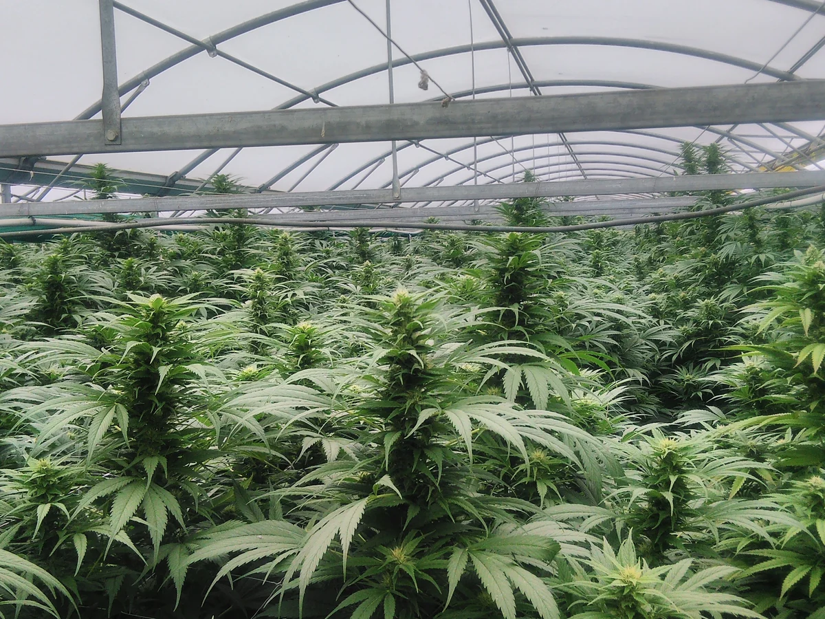 Flowering hemp plants in a greenhouse in the Seeland