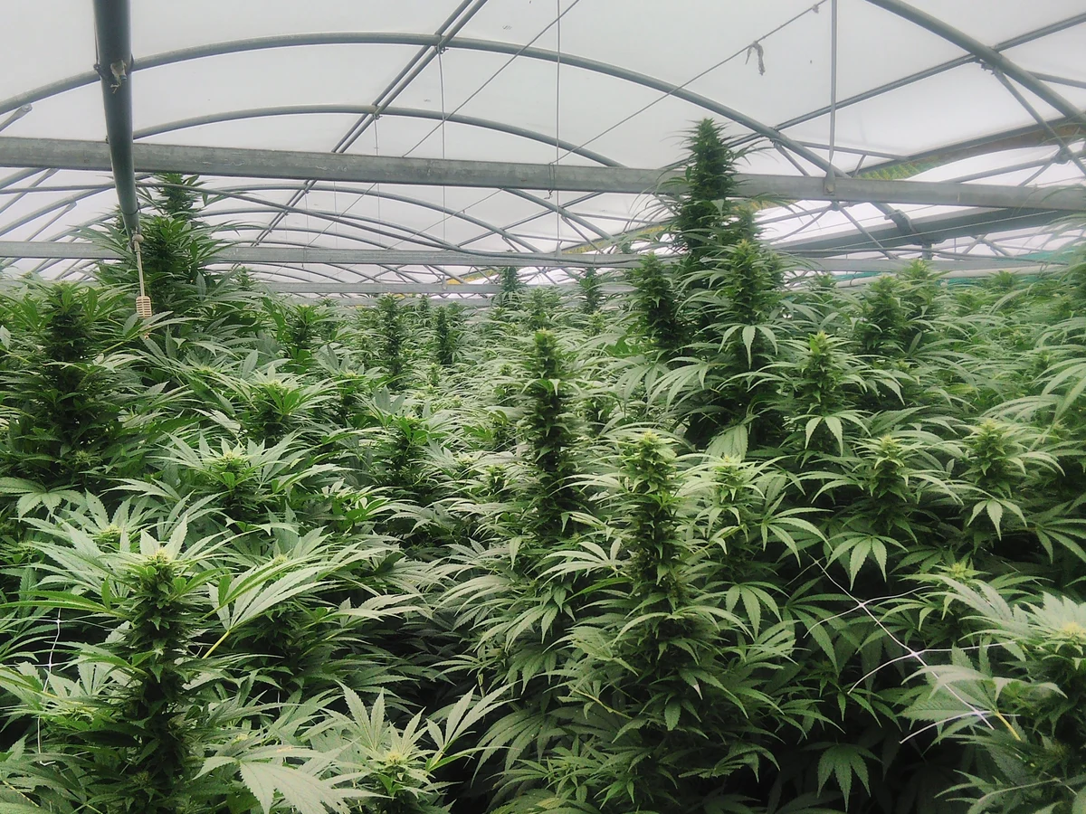 Flowering hemp plants in a greenhouse