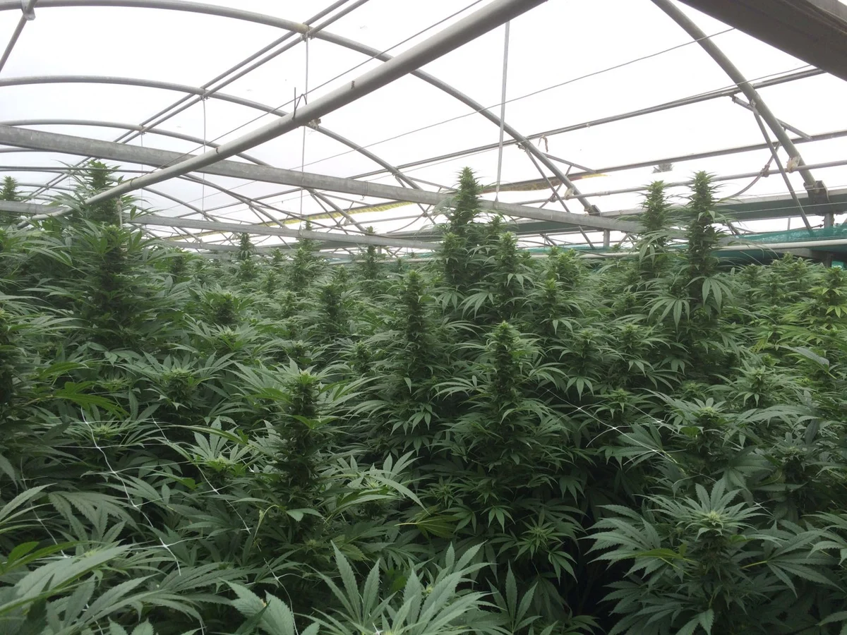 Hemp greenhouse with flowering plants, under a tunnel structure