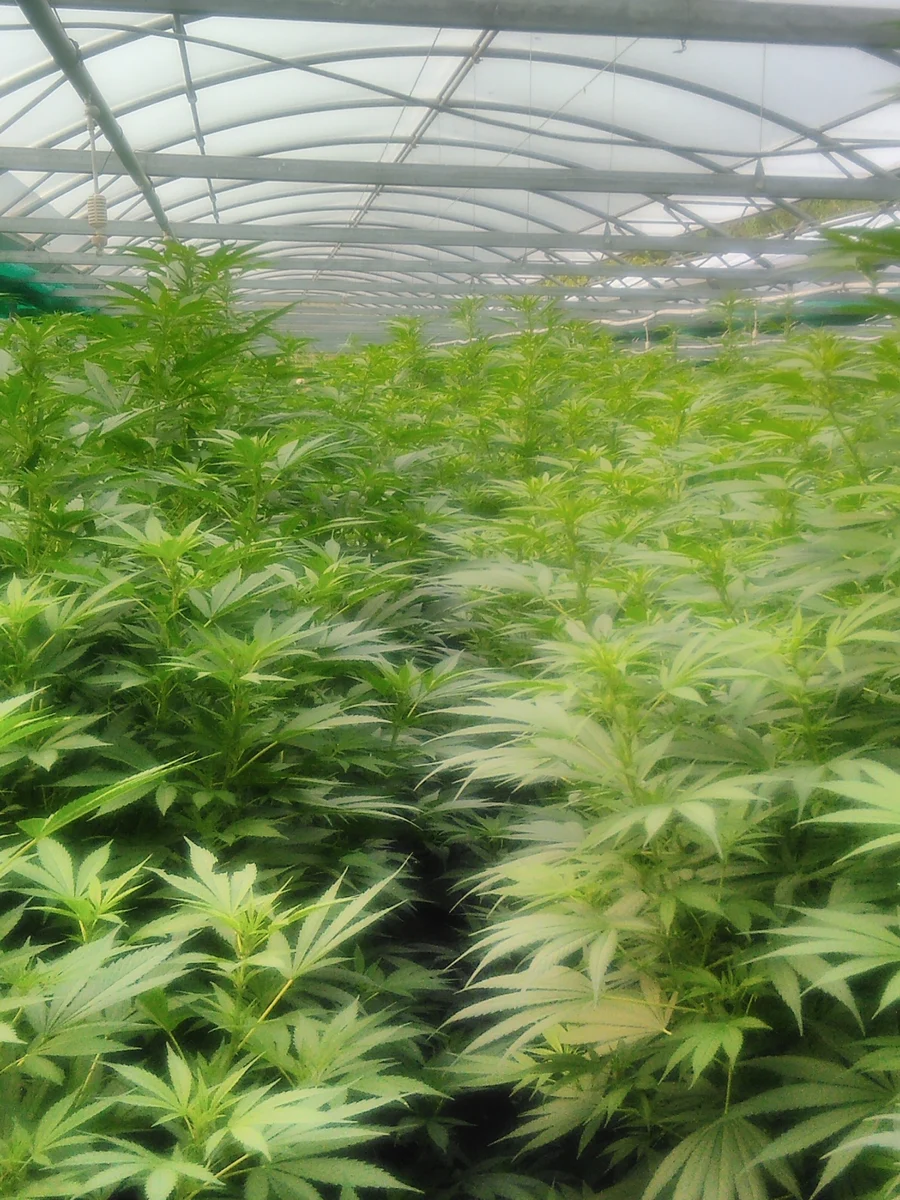 Hemp plants in full growth in a greenhouse, September 2017