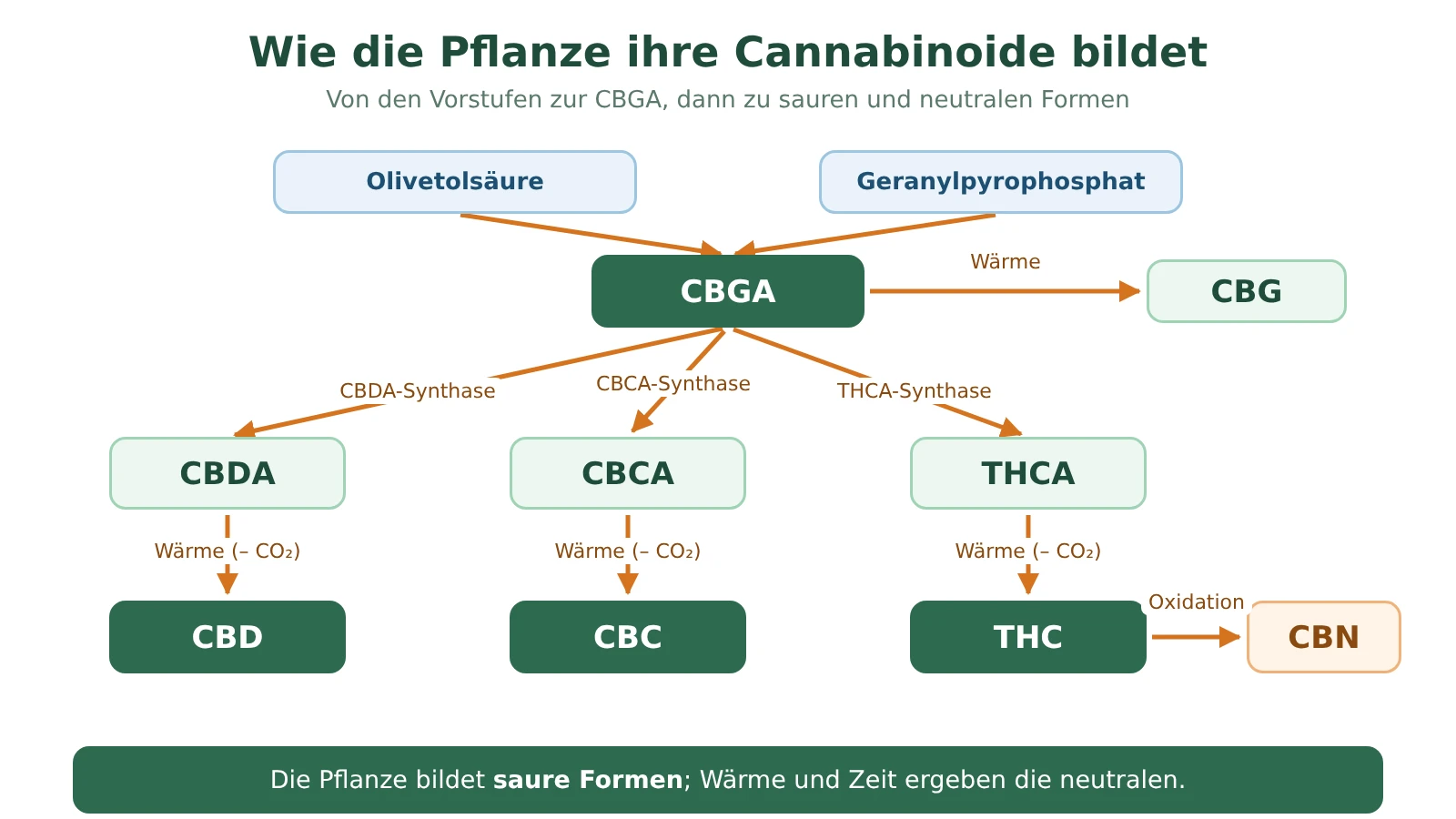 Schema der Biosynthese der Cannabinoide: Olivetolsäure und Geranylpyrophosphat bilden CBGA, das zu CBDA, THCA oder CBCA umgewandelt wird, woraus CBD, THC und CBC entstehen; THC oxidiert zu CBN