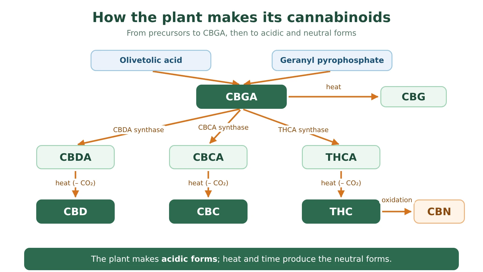 Diagram of cannabinoid biosynthesis: olivetolic acid and geranyl pyrophosphate form CBGA, converted into CBDA, THCA or CBCA, which give CBD, THC and CBC; THC oxidises into CBN