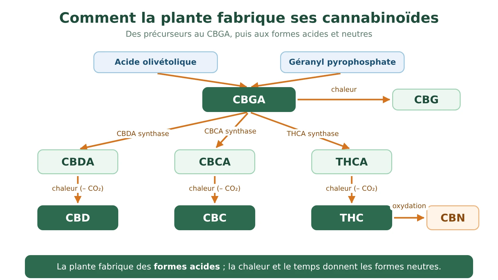 Schéma de la biosynthèse des cannabinoïdes : l'acide olivétolique et le géranyl pyrophosphate forment le CBGA, transformé en CBDA, THCA ou CBCA, qui donnent CBD, THC et CBC ; le THC s'oxyde en CBN
