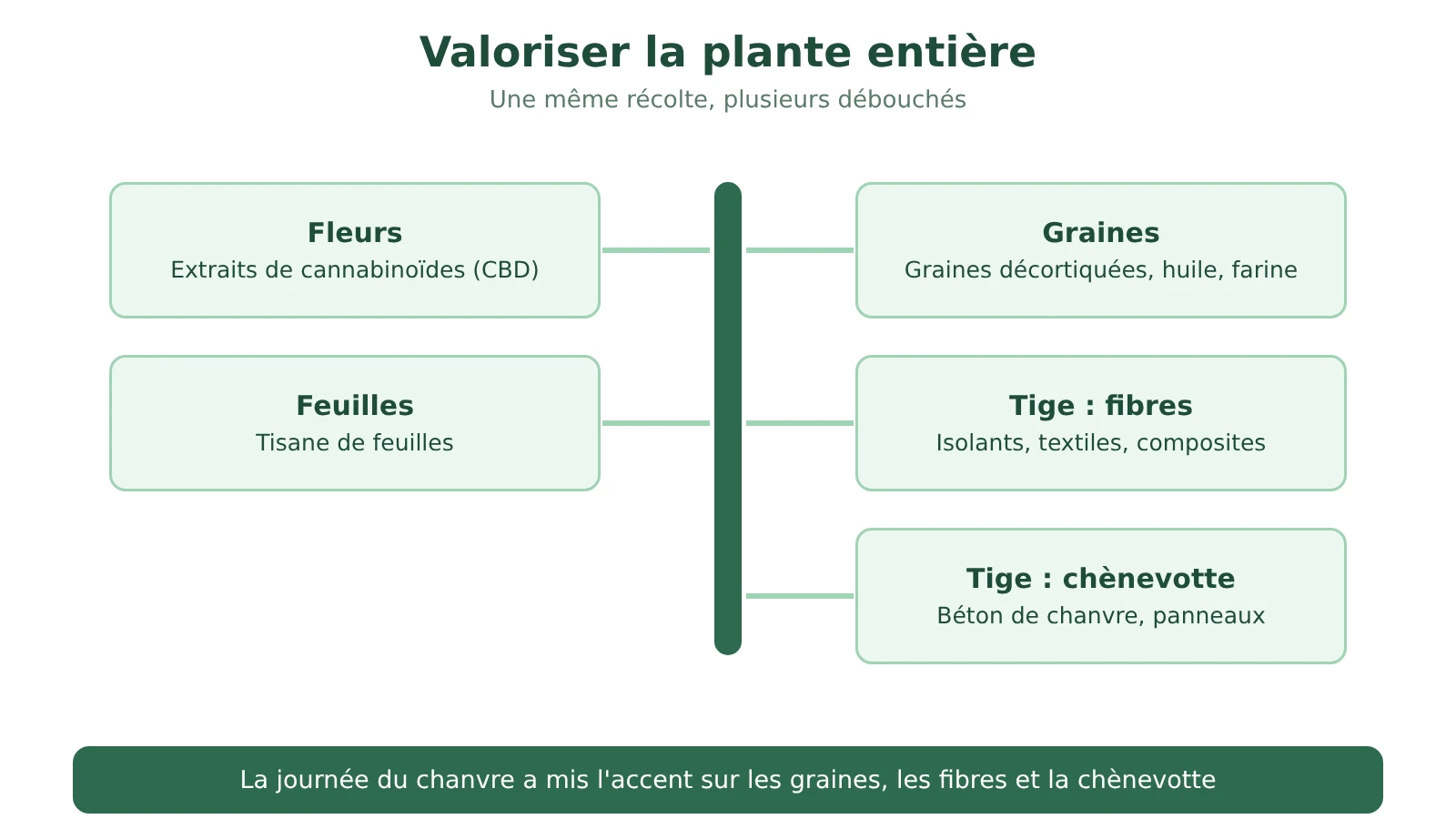 Schéma : graines pour l'alimentation, fibres et chènevotte de la tige pour la construction, feuilles pour la tisane, fleurs pour les extraits de CBD