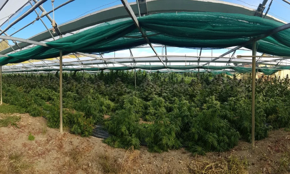 Serre de chanvre en plein été, rangées de plants sous des filets d'ombrage
