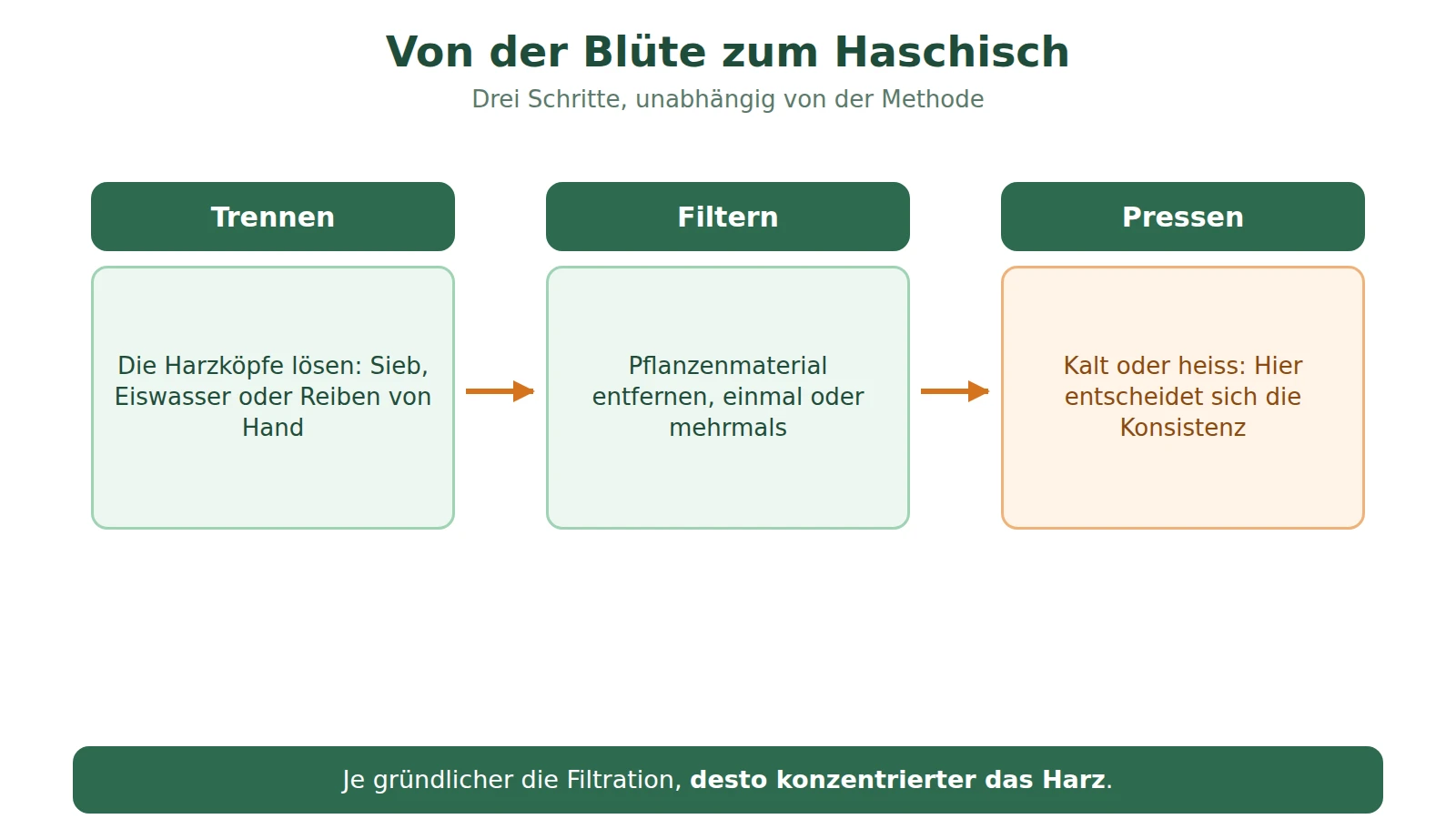 Schema des Wegs von der Blüte zum Haschisch in drei Schritten: Harz trennen, filtern, pressen