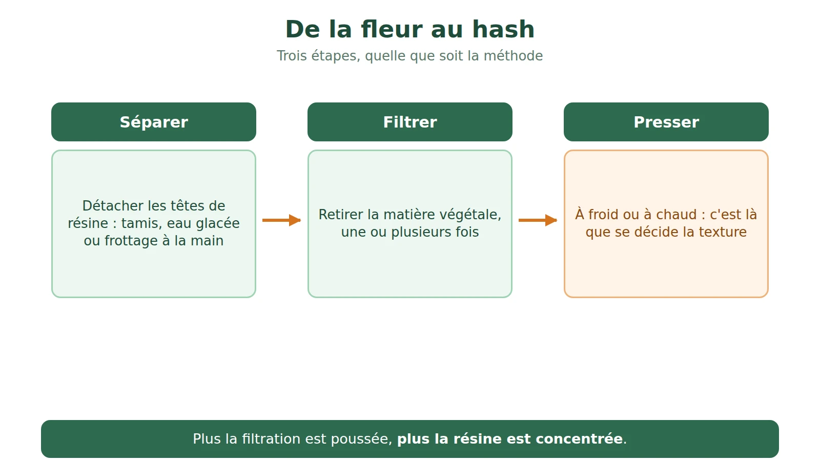 Schéma du passage de la fleur au hash en trois étapes : séparer la résine, la filtrer, la presser