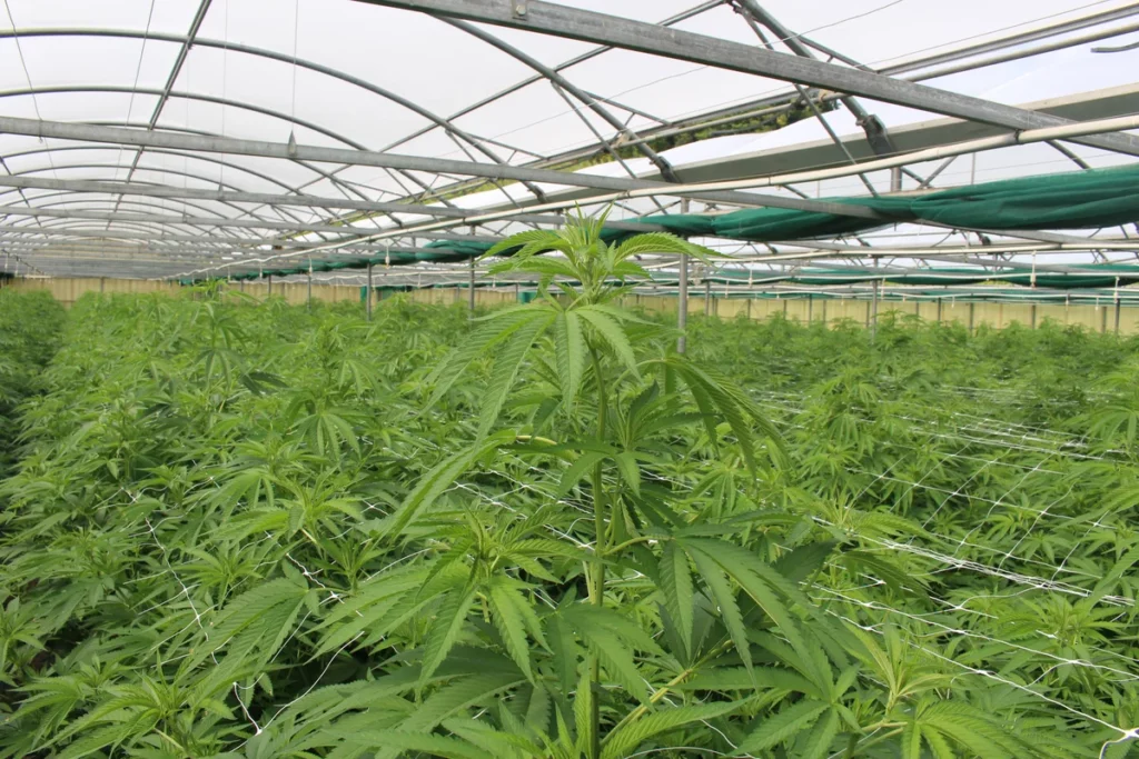 Rows of young hemp plants under a polytunnel in summer