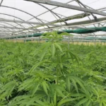 Rows of young hemp plants under a polytunnel in summer