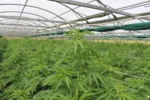 Rows of young hemp plants under a polytunnel in summer