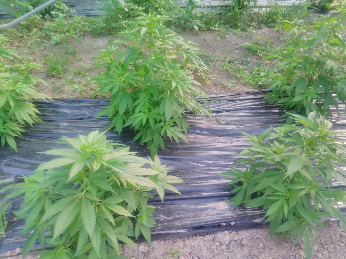 Young hemp plants lined up on black mulch in a greenhouse